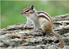 Adult Adult Siberian Chipmunk on fallen tree. Forest of Sénart, France.