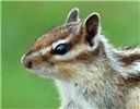 Adult Close-up of head; adult Siberian Chipmunk on fallen tree. Forest of Sénart, France.