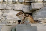 Adult Adult Siberian Chipmunk. Yakutia, Ust-Mayskiy District, Maya River.