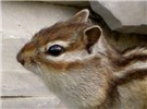 Adult Close- up of head; adult Siberian Chipmunk, Yakutia, Ust-Mayskiy District, Maya River