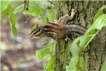 Adult Adult Siberian Chipmunk climbing tree-trunk. Forest of Meudon, France.