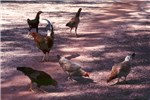 Cover for Gallus gallus domesticus (chickens)
