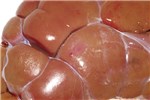 Cover for urinary tract and renal diseases of large ruminants