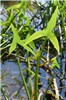 Mature fruits Brazilian jasmine (Jasminum fluminense); foliage and mature fruits.