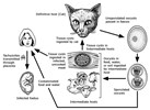 Cover for toxoplasmosis