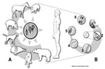 Cover for Trichinella species as foodborne pathogens