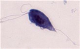 Cover for bovine venereal trichomonosis