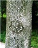 Bark Ailanthus altissima: lower trunk and bark
