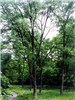 Tree habit