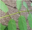 Leaves Ailanthus altissima: leaves and leaf glands
