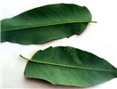 Leaves Ailanthus altissima: leaves and leaf glands