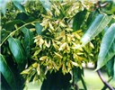 Fruits Ailanthus altissima: immature fruits (samaras)