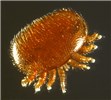 Cover for Varroa destructor (Varroa mite)