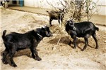 Cover for West African Dwarf goats