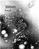 Cover for West Nile virus