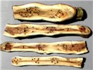 Symptoms Euwallacea fornicatus (tea shot-hole borer); damage in tea branches showing galleries made by larval boring.