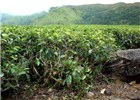 Symptoms Euwallacea fornicatus (tea shot-hole borer); damage in tea bushes showing broken branches due to larval boring.