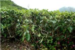 Symptoms Euwallacea fornicatus (tea shot-hole borer); damage in tea bushes. Note broken branches due to larval boring.