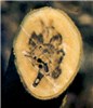 Symptoms Euwallacea fornicatus (tea shot-hole borer); damage in a tea stump showing galleries made by larval boring.