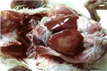 Cover for Clostridium perfringens enteritis and enterotoxaemia