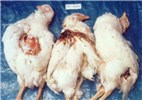Cover for digestive diseases of poultry