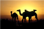 Cover for Camelus dromedarius (dromedary camel)