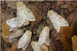 Adult male, underside Erionota thrax (palm redeye, banana skipper, banana leafroller); adult male, underside.