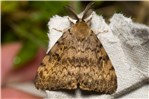 Adult female, upperside Erionota thrax (palm redeye, banana skipper, banana leafroller); adult female, upperside.