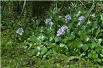 Habit Water hyacinth flowering - note presence of Salvinia auriculata in lower part of image.