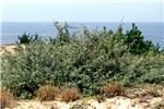 Habit Natural habit of E. umbellata growing on coastal sand dunes, around 1.5 m tall. Tottori, Japan.