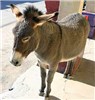 Donkey Equus asinus (donkeys) resemble horses and are characterised by their large head, long ears and cow-like tail. They can be found in tropical savannas and arid hill country in Australia and other arid and desert habitats elsewhere in its range. In its invasive range, Equus asinus have deleterious and potentially irreversible impacts on native flora and fauna. Damage has been documented in plant communities, soils, wildlife and water quality. Management of this species can be difficult. Cultural pressures prevent lethal methods of management from being used. Typical management techniques involve removing the species from their natural habitat and placing them in reserves where they will not pose a threat. The growing number of feral donkeys, roaming free across Sudan, Eritrea and Somalia propitiate extensive hybridisation with their wild relative Equus africanus and thus contribute to the extinction of the E. africanus.