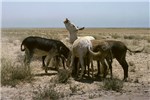 A herd of donkeys A herd of feral working donkeys, Manifa, Eastern Saudi Arabia, June 1978.