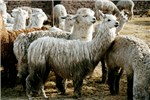 Cover for Lama pacos (alpacas)