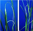 Symptoms on leaves Left: Characteristic 'white tip' symptom on rice leaf. Right: Necrotic patches and crinkled rice leaves.