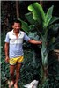 Symptoms on banana Yellowing and curling of leaf margins on BBTV-infected banana.