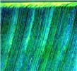 Symptoms on leaf (detail view) Dark green 'dot-dash' patterns in minor leaf veins forming 'hooks' where they enter the edge of the midrib.
