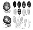 B. theobromae - line drawing A-B, V. S. of pycnidia; C, conidiogenous cells and conidia; D, conidia. CMI Descriptions of Pathogenic Fungi and Bacteria No. 519. CAB International, Wallingford, UK.