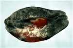 Symptoms on starfruit Advanced decay of starfruit (Averrhoa carambola).