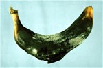 Symptoms on banana Finger rot of banana fruit.