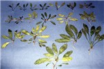 Vegetative stages L. draba vegetative growth stages.