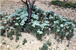 L. draba growing among fruit trees L. draba in fruit plantation (around trunk).