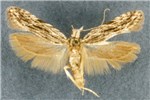 A. lineatella; adult (museum set specimen)