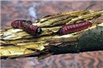 Larvae on forest tree