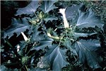 Flowers and fruits Flowering D. stramonium plant with flowers and fruit.