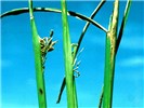 Symptoms - Ufra disease Ufra disease on deepwater rice, Bangladesh; note partial emergence and distorted panicles due to nematode infection.