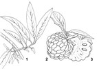 Line artwork Annona squamosa (sugar apple); 1. flowering branch. 2. branch with fruit (pseudocarp). 3. halved fruit