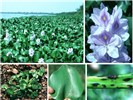 Colour photographs Clockwise from top right: flowers; stems showing symptoms of attack by Neochetina eichhorniae; leaf showing characteristic feeding scars from N. eichhorniae; young plant; lake infested with water hyacinth.