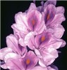 Flowers Each flower has a perianth tube 1.5 cm long, expanding into six mauve or purple lobes up to 4 cm long. The main lobe has a bright-yellow, diamond-shaped patch surrounded by deeper purple.