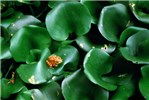 Leaves Leaves consist of petiole (often swollen, 2-5 cm thick) and blade (roughly round, ovoid or kidney-shaped, up to 15 cm across).