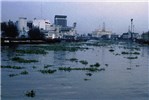 Infestation of waterway Water hyacinth growing in Manila harbour, Philippines.